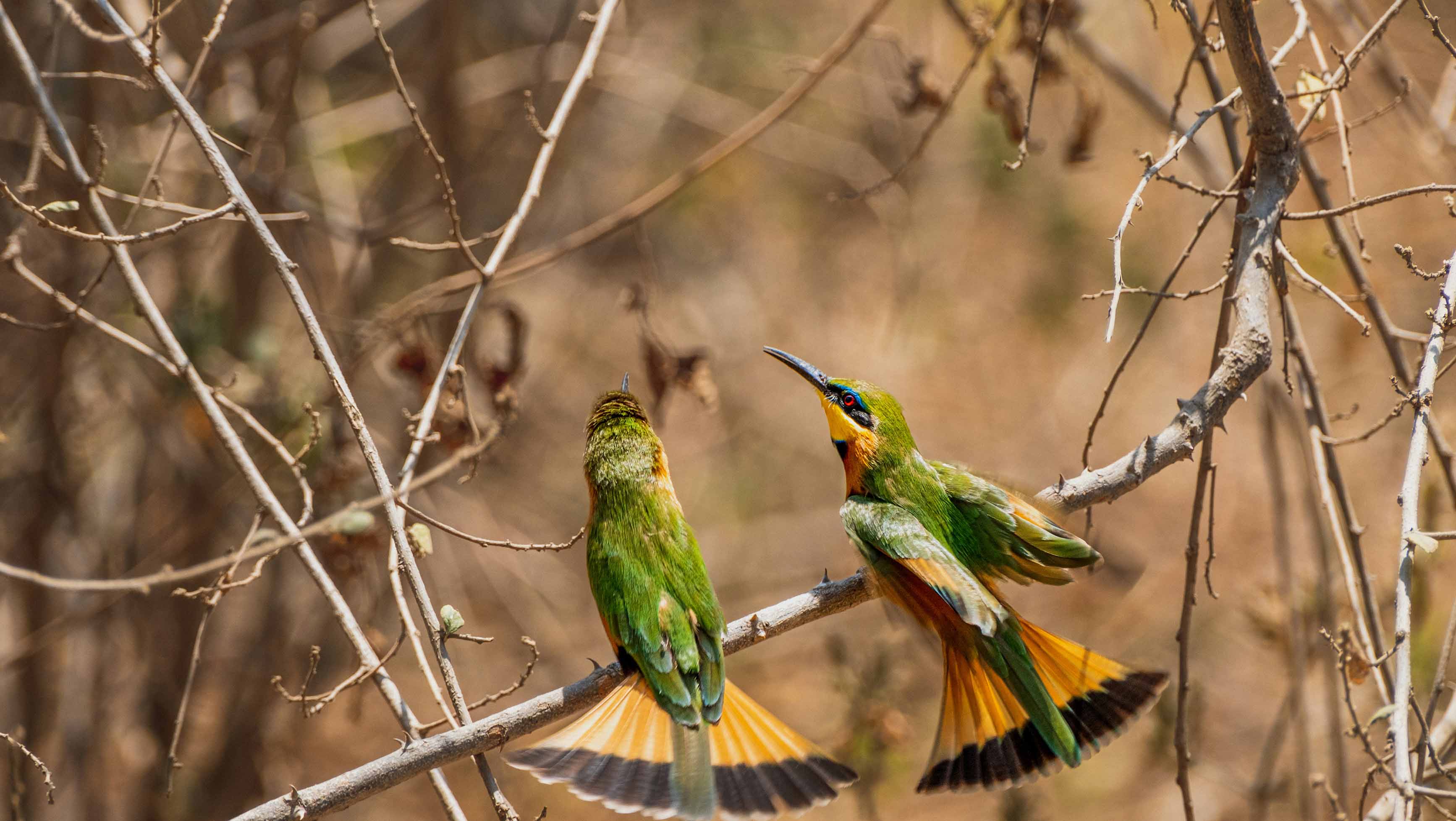 6-Day Manyara, Ngorongoro & Serengeti Safari